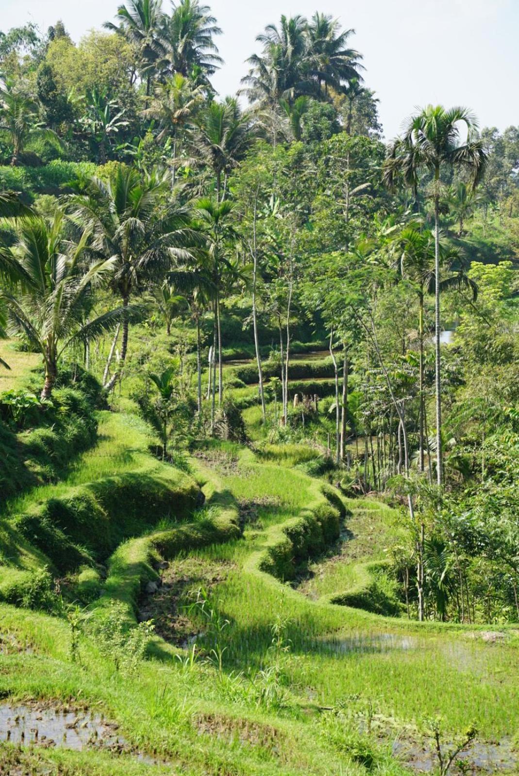 Tetebatu Indah Homestay 외부 사진