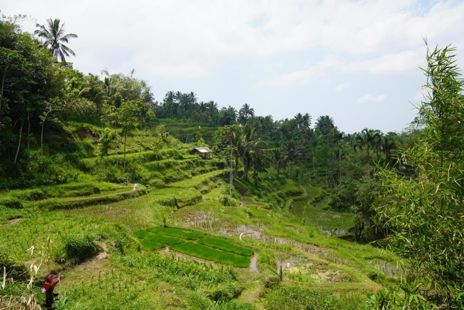 Tetebatu Indah Homestay 외부 사진