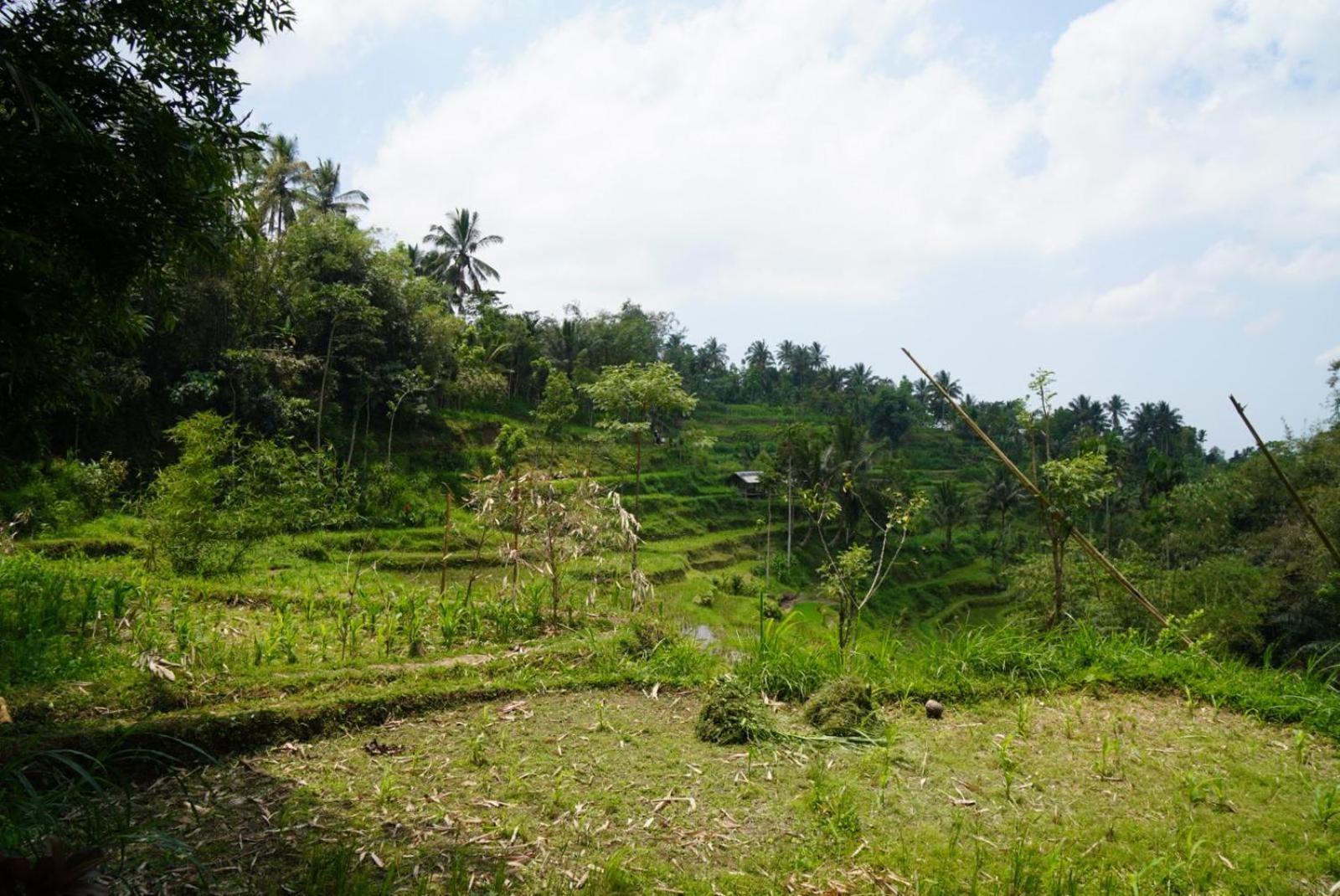 Tetebatu Indah Homestay 객실 사진