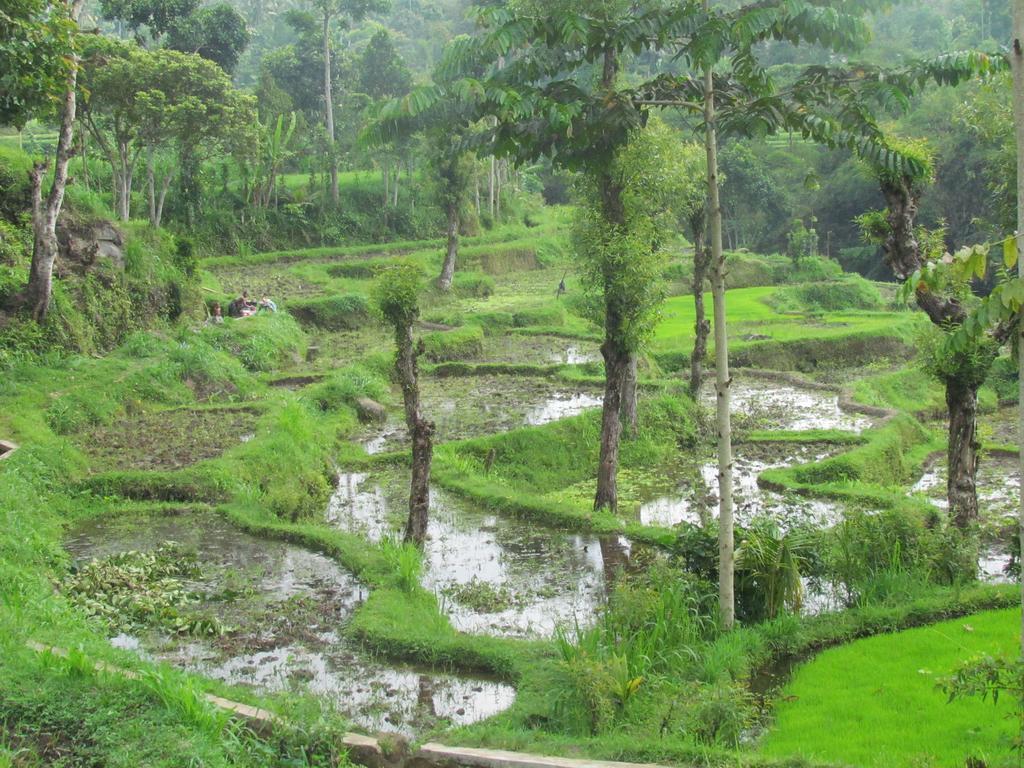 Tetebatu Indah Homestay 외부 사진